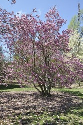 Magnolia stellata 'Centennial' — photo 3